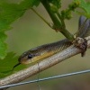 Uzovka stromova - Zamenis longissimus - Aesculapean Snake o3926